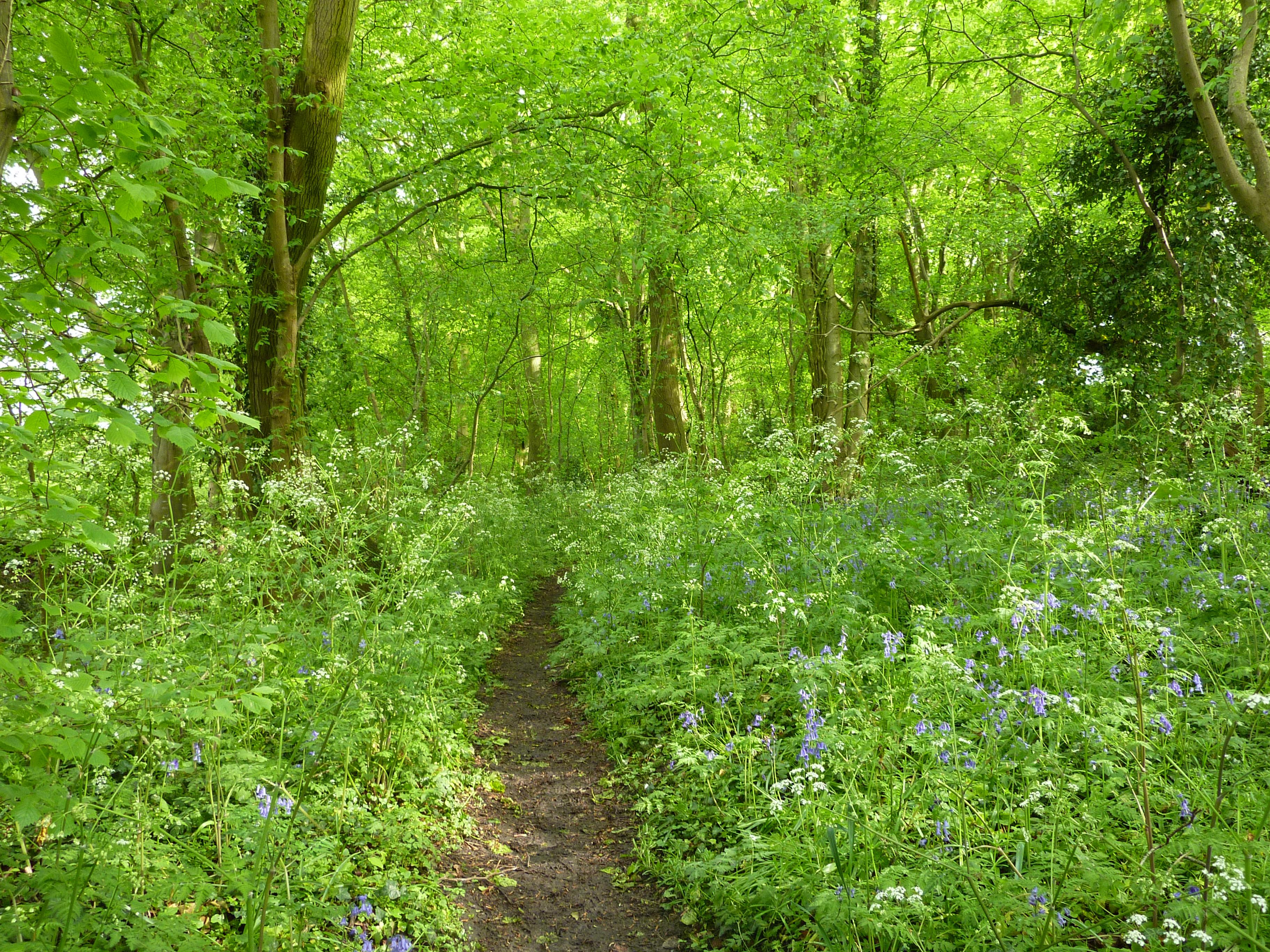 Path